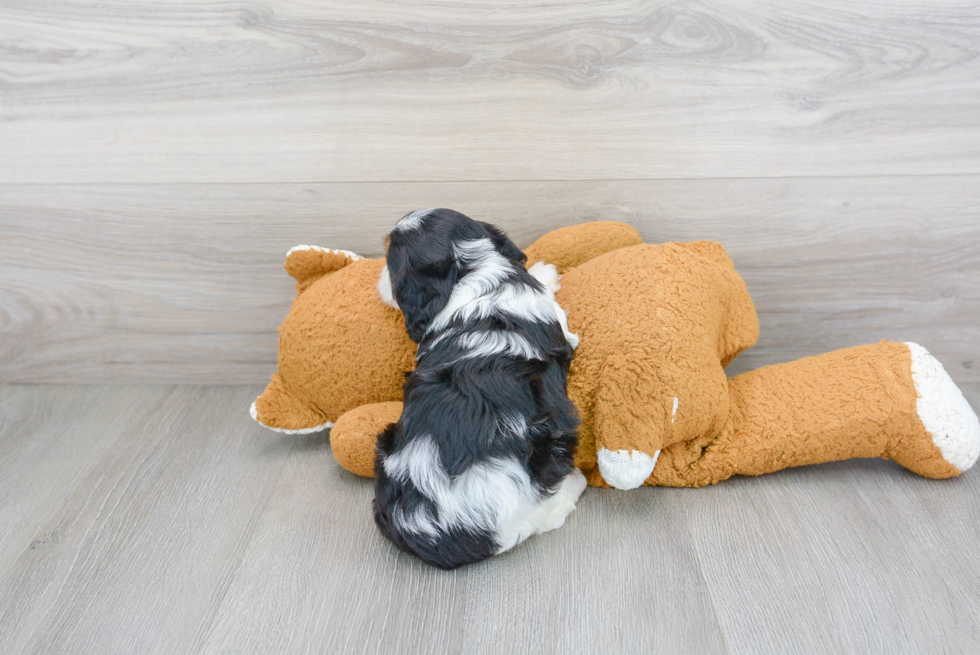 Best Cavapoo Baby