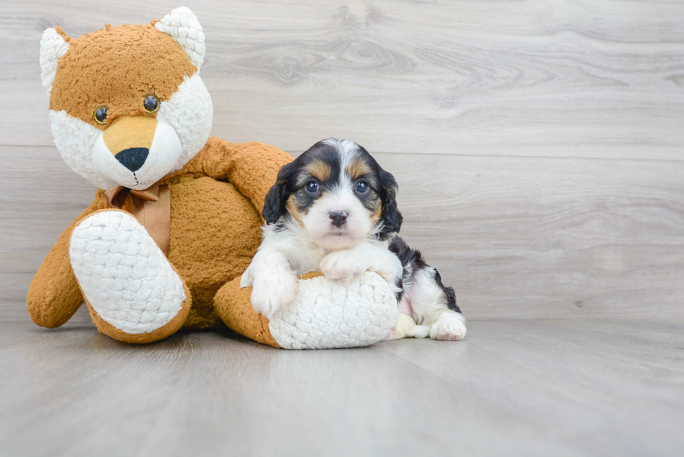 Best Cavapoo Baby