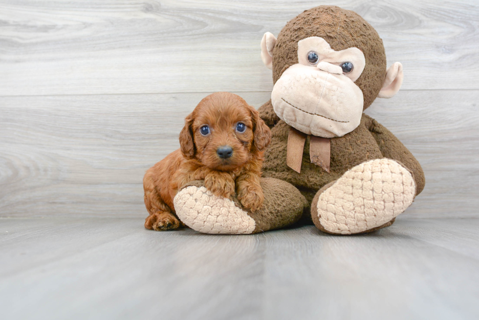 Cavapoo Puppy for Adoption