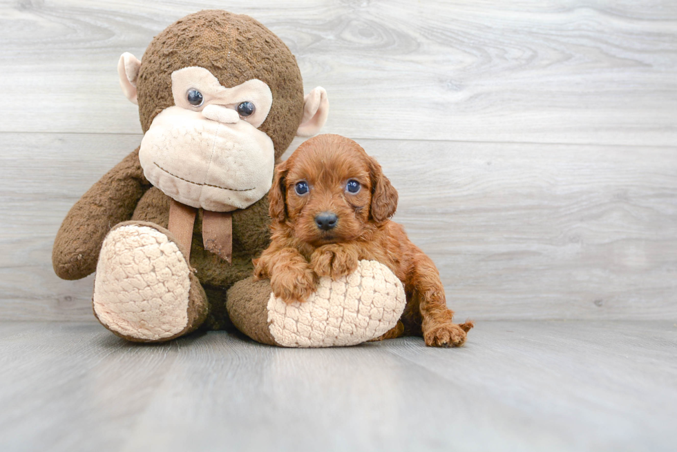 Petite Cavapoo Poodle Mix Pup