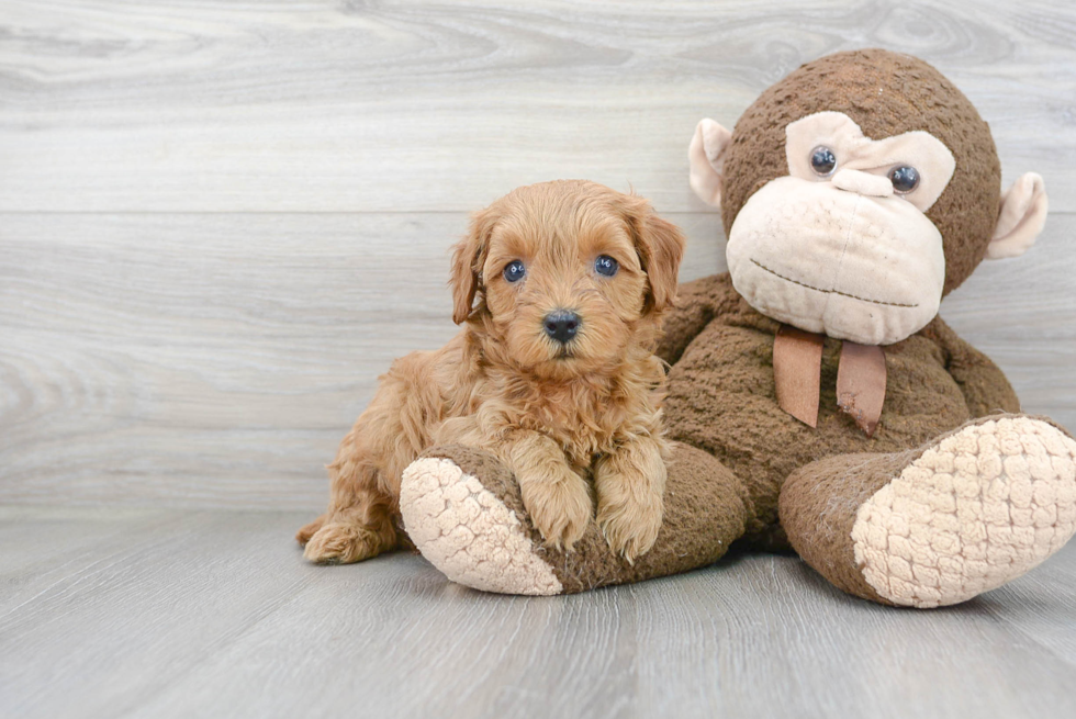 Cavapoo Pup Being Cute