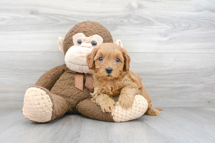 Best Cavapoo Baby