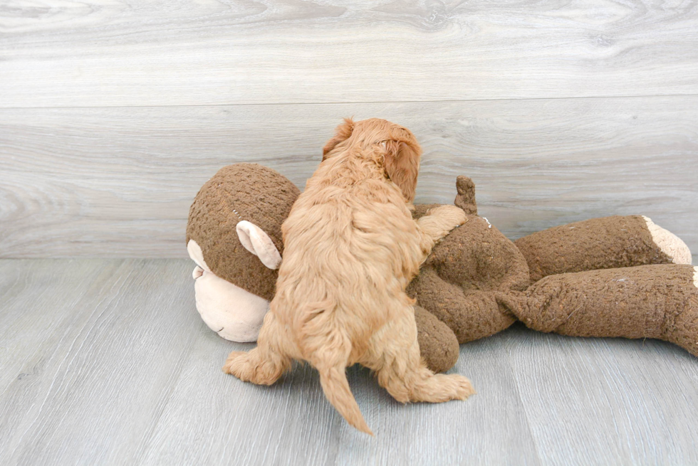 Cavapoo Pup Being Cute