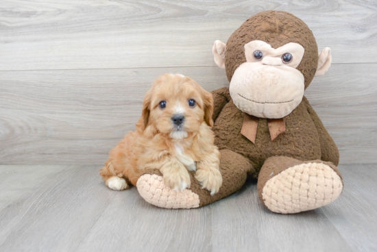 Hypoallergenic Cavoodle Poodle Mix Puppy