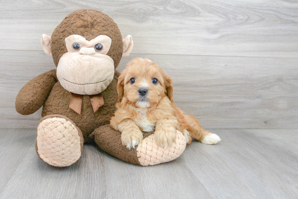 Best Cavapoo Baby