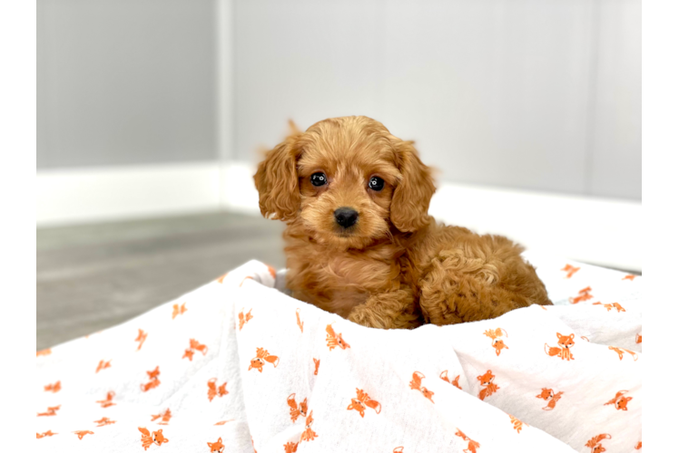 Small Cavapoo Baby