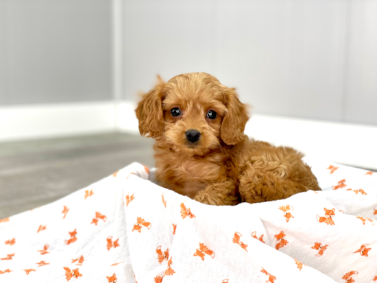 Small Cavapoo Baby