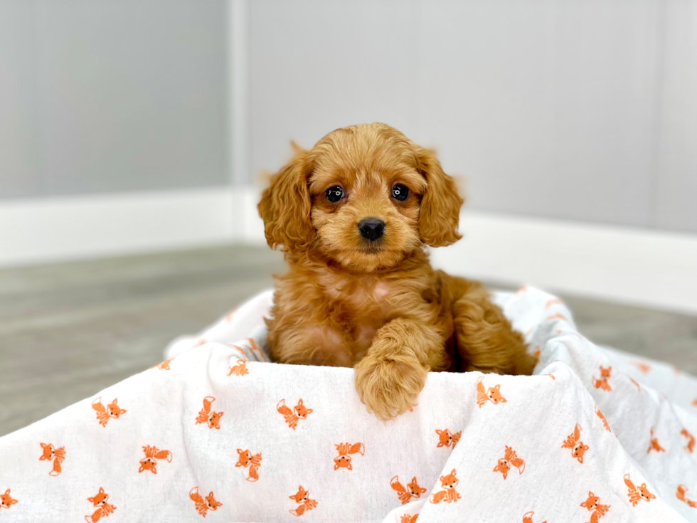 Fluffy Cavapoo Poodle Mix Pup