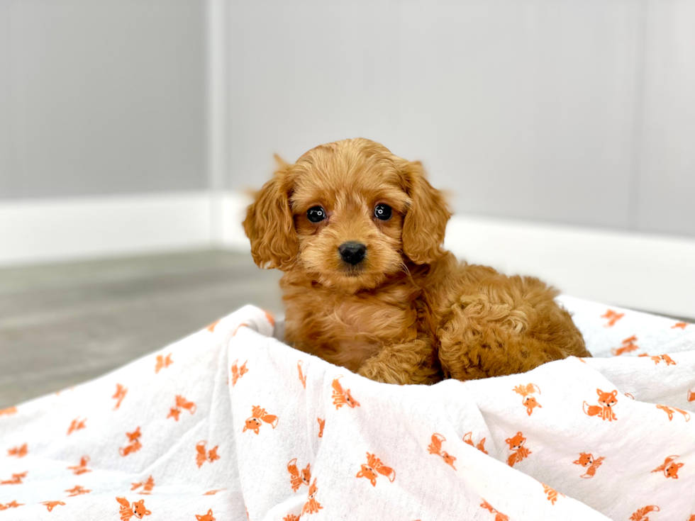 Best Cavapoo Baby