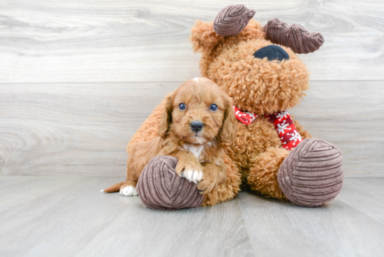 Best Cavapoo Baby