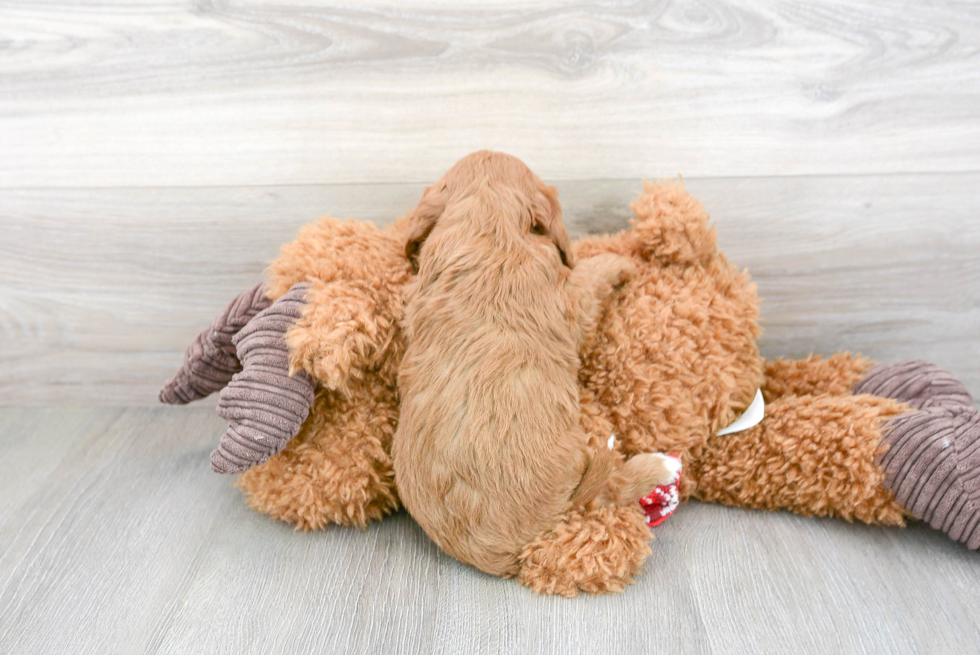 Petite Cavapoo Poodle Mix Pup