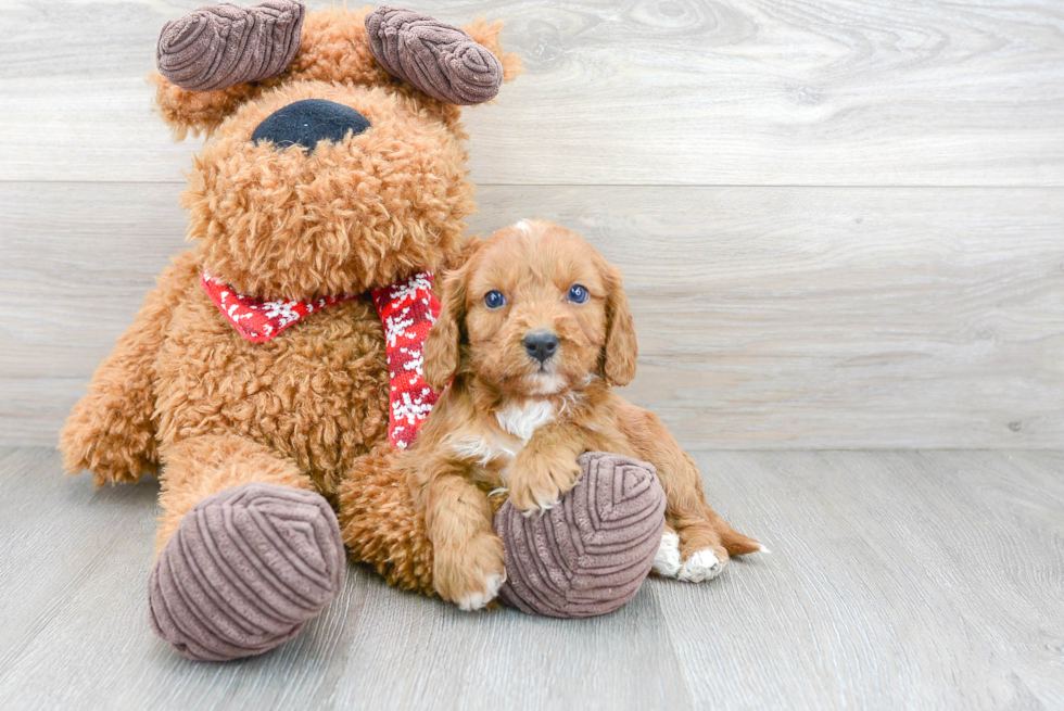 Cavapoo Pup Being Cute