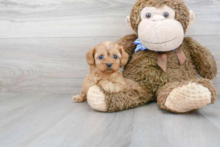 Cavapoo Pup Being Cute