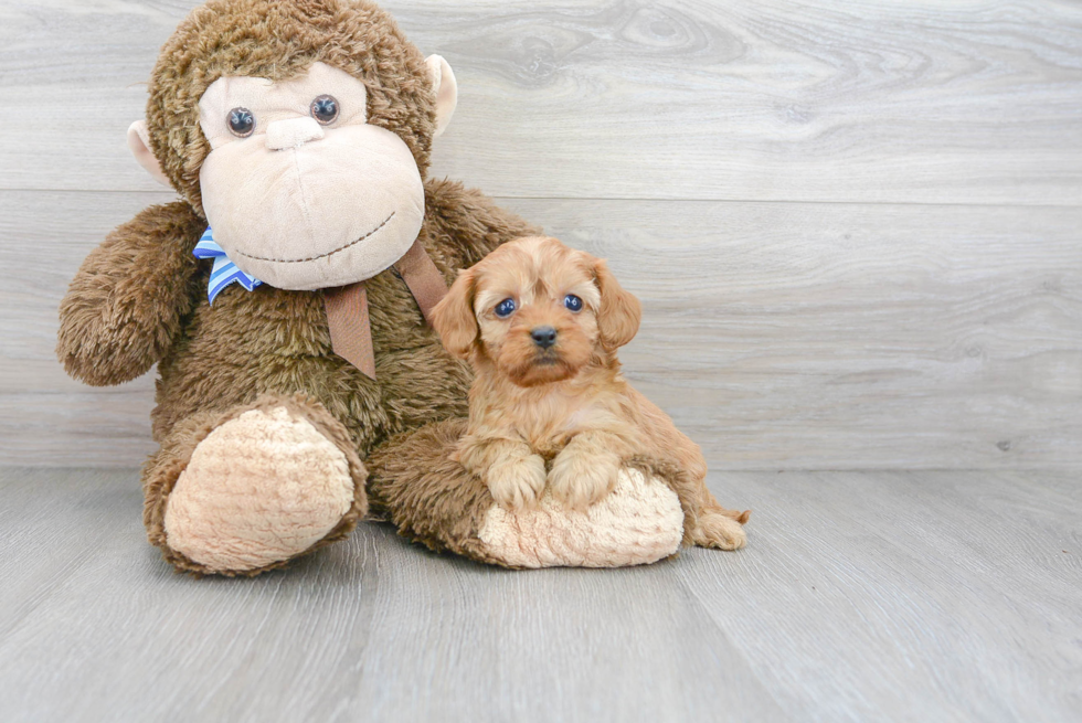 Small Cavapoo Baby