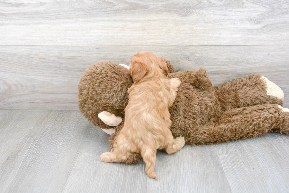 Cavapoo Pup Being Cute