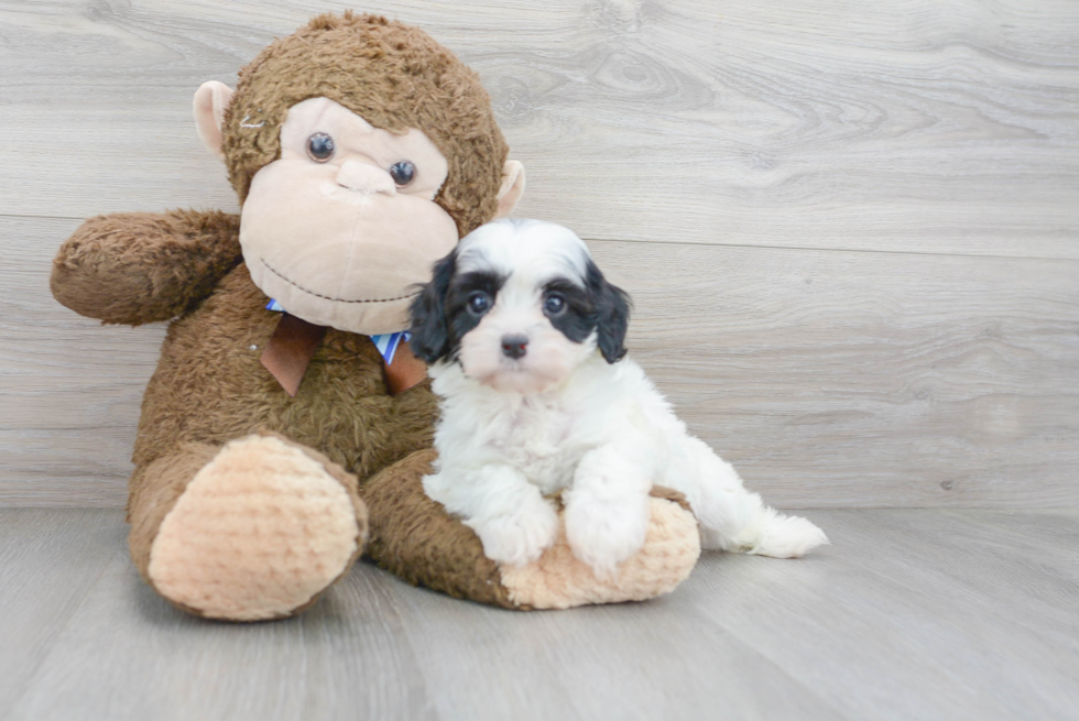 Little Cavoodle Poodle Mix Puppy