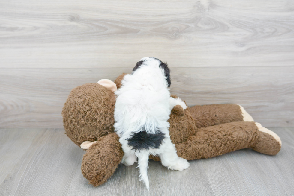 Sweet Cavapoo Baby