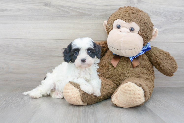 Fluffy Cavapoo Poodle Mix Pup