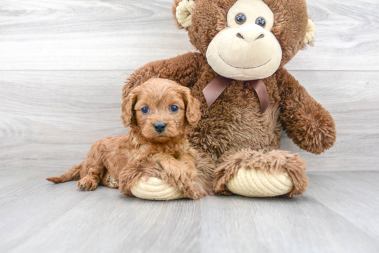 Best Cavapoo Baby