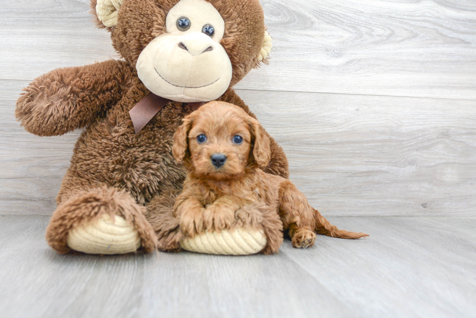 Best Cavapoo Baby