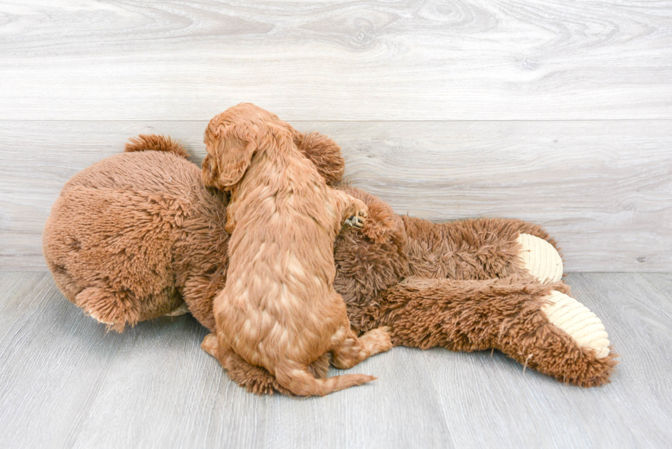 Adorable Cavoodle Poodle Mix Puppy