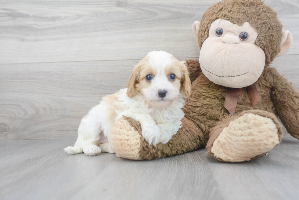 Smart Cavapoo Poodle Mix Pup