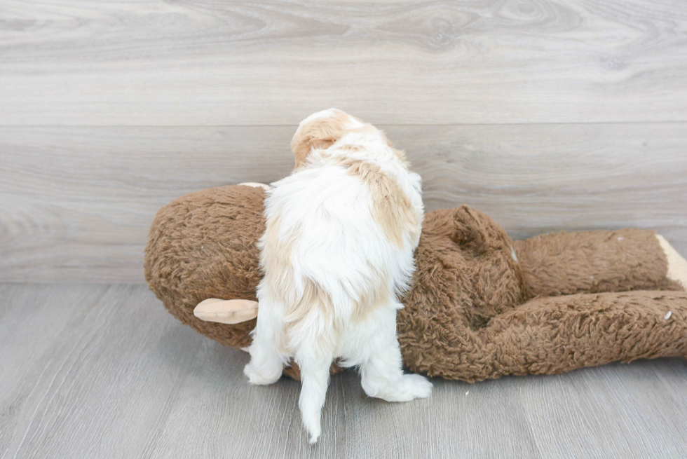 Sweet Cavapoo Baby