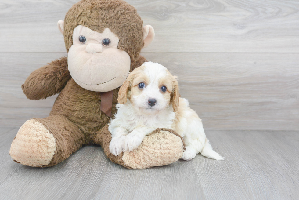 Happy Cavapoo Baby