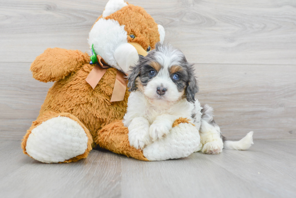 Cavapoo Pup Being Cute