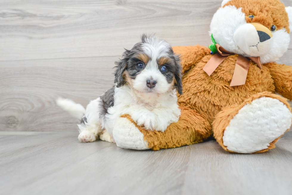 Cavapoo Puppy for Adoption