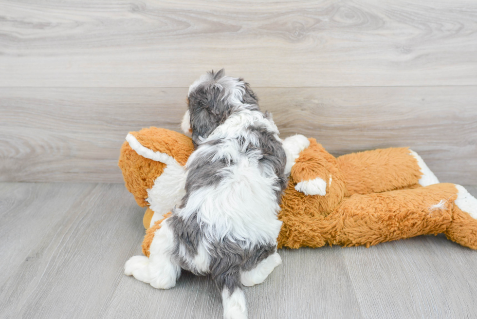 Adorable Cavoodle Poodle Mix Puppy