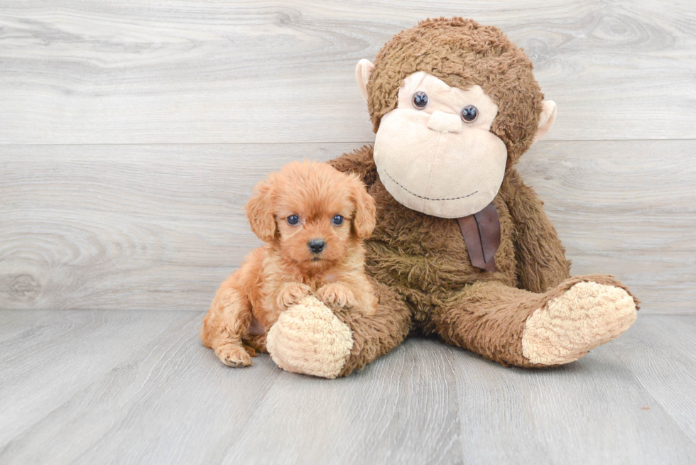 Best Cavapoo Baby