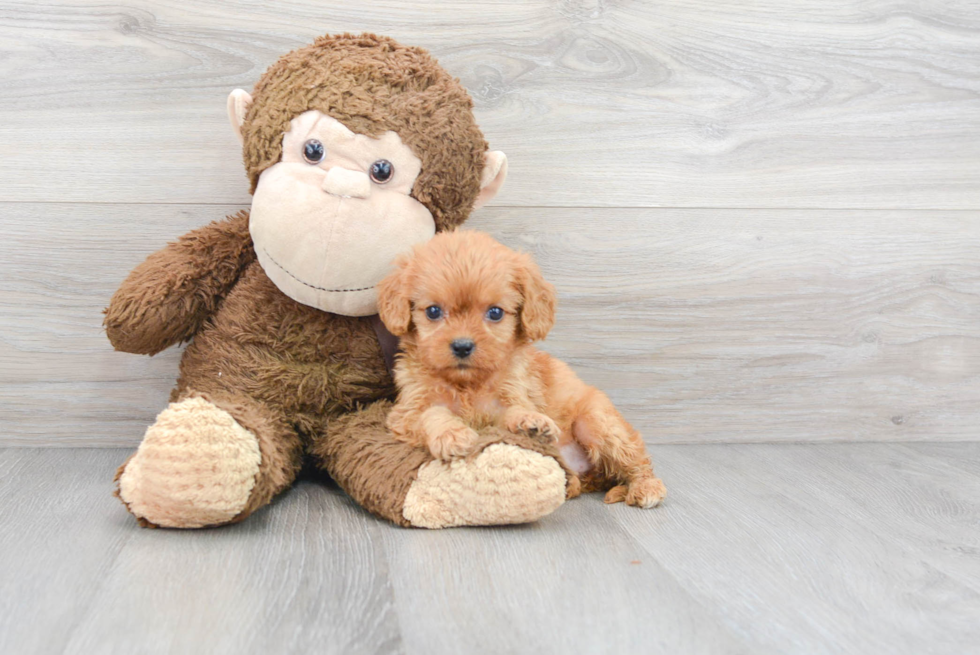 Best Cavapoo Baby