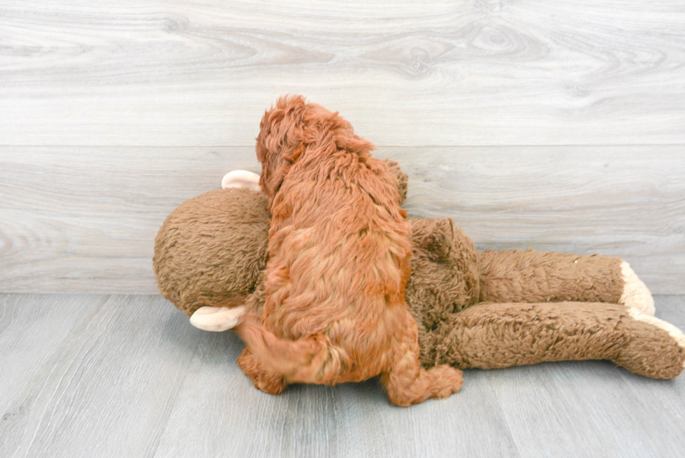 Friendly Cavapoo Baby