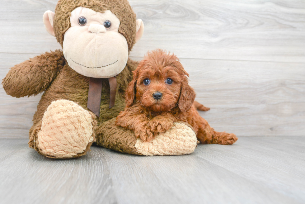 Cavapoo Pup Being Cute