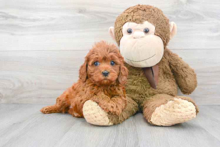 Happy Cavapoo Baby