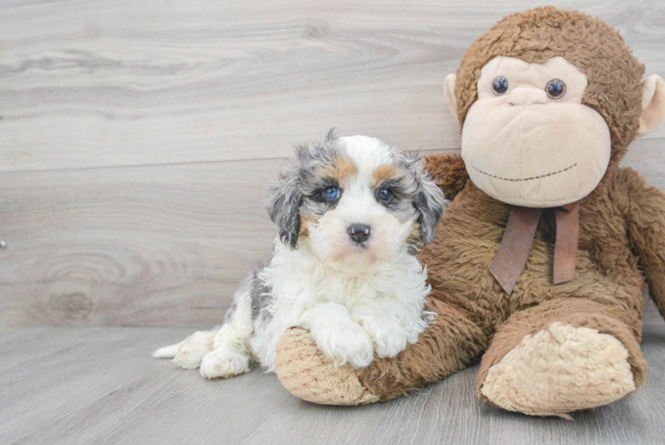 Funny Cavapoo Poodle Mix Pup