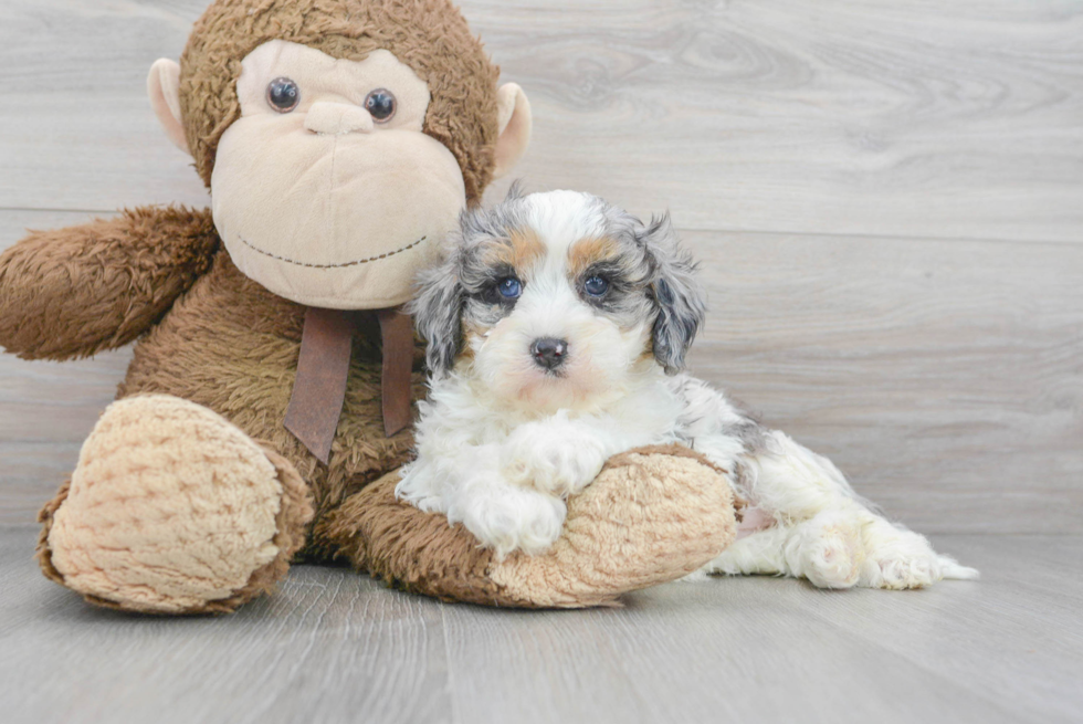 Cute Cavapoo Baby