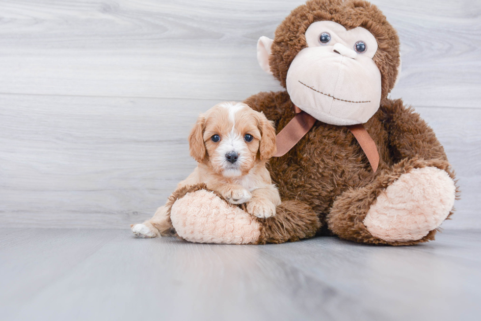 Cavapoo Puppy for Adoption