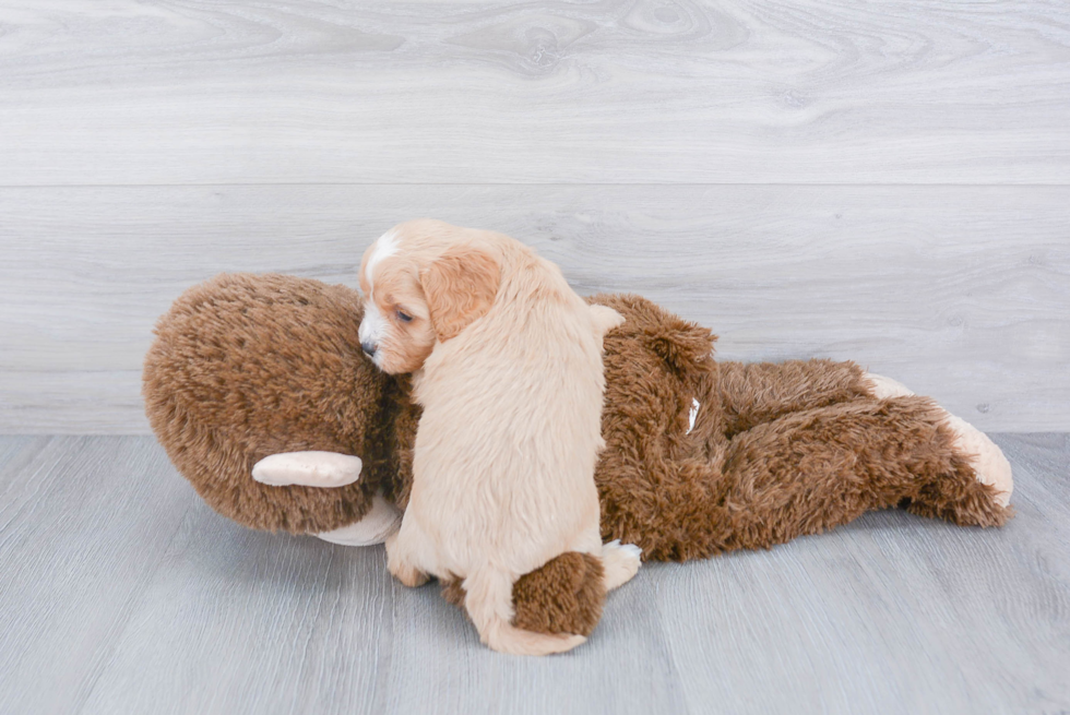 Petite Cavapoo Poodle Mix Pup