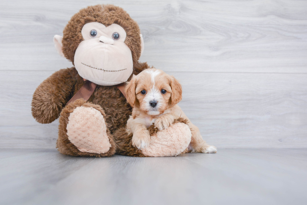 Hypoallergenic Cavoodle Poodle Mix Puppy