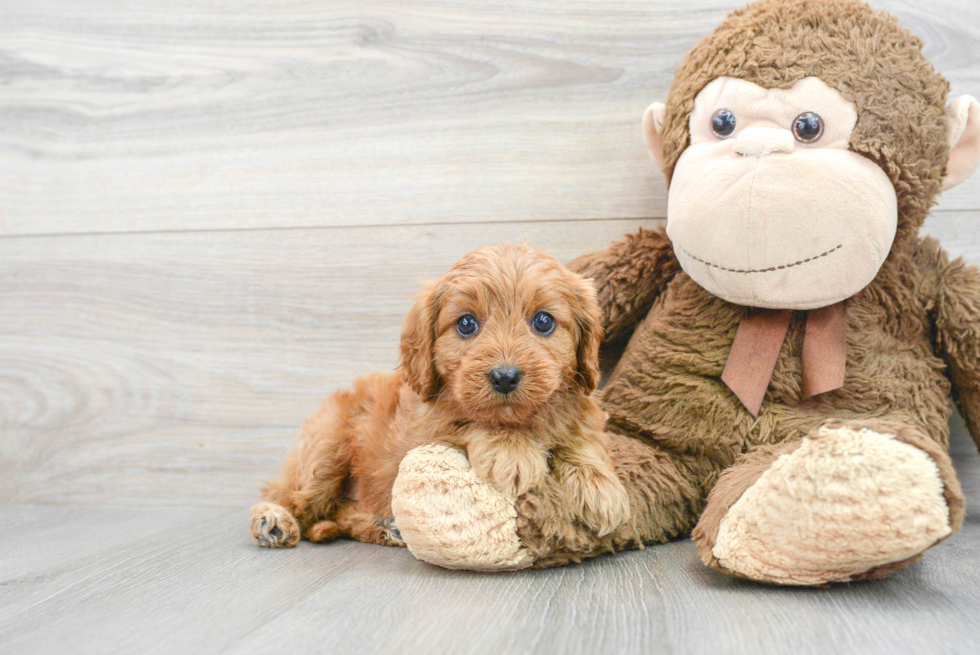 Funny Cavapoo Poodle Mix Pup