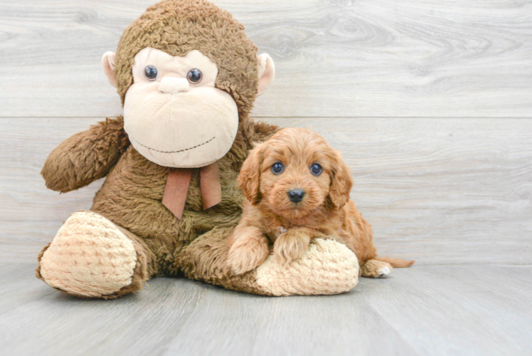 Cavapoo Puppy for Adoption