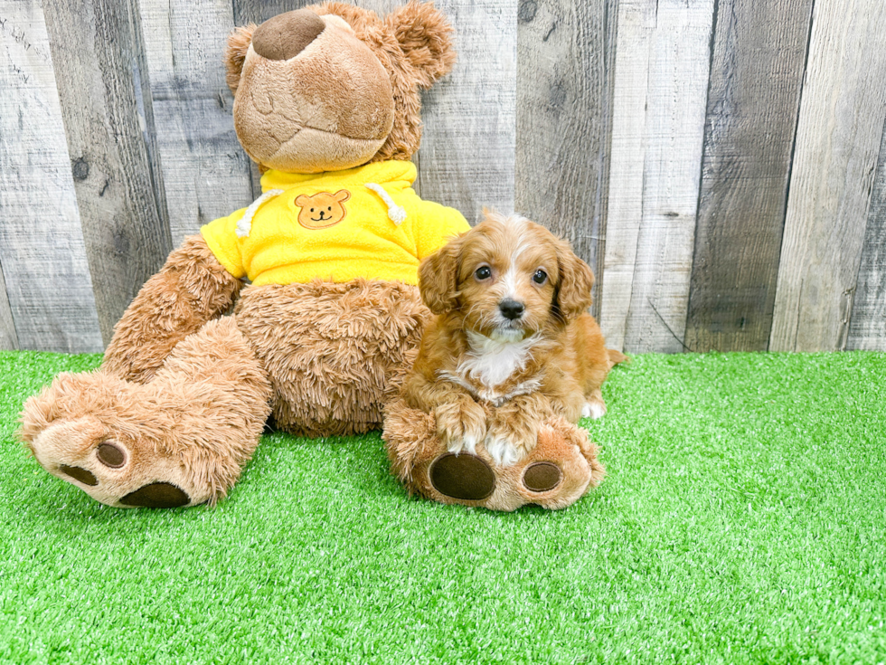 Cavapoo Pup Being Cute