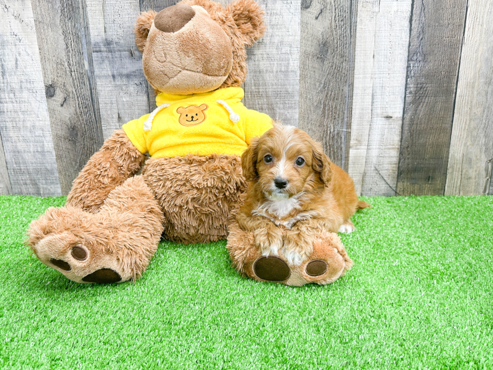 Cavapoo Puppy for Adoption