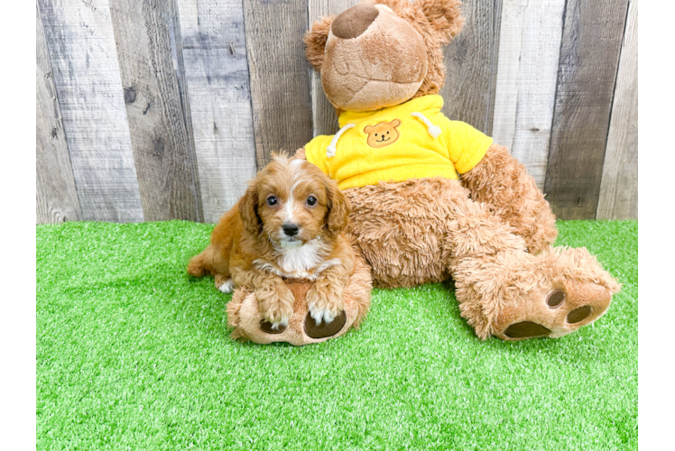 Funny Cavapoo Poodle Mix Pup