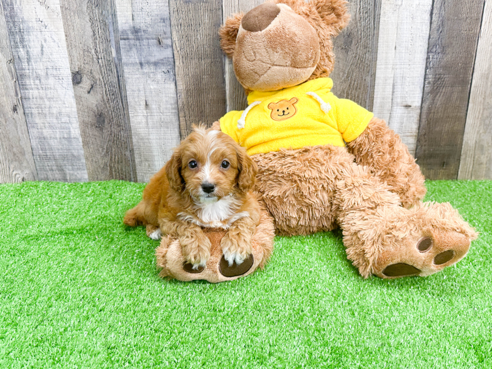 Funny Cavapoo Poodle Mix Pup