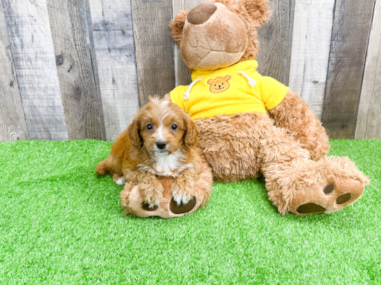 Funny Cavapoo Poodle Mix Pup