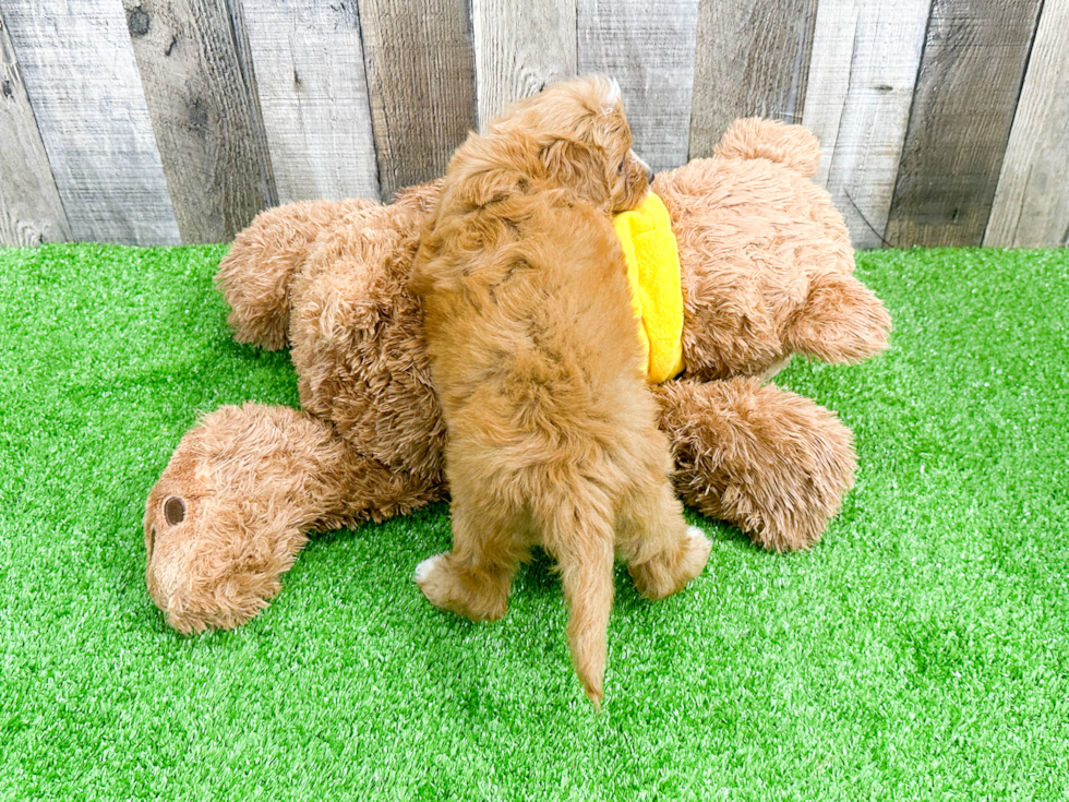 Cavapoo Pup Being Cute