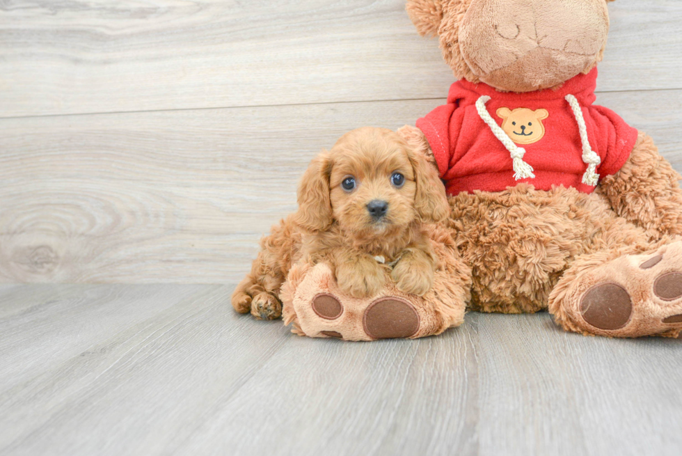 Adorable Cavoodle Poodle Mix Puppy